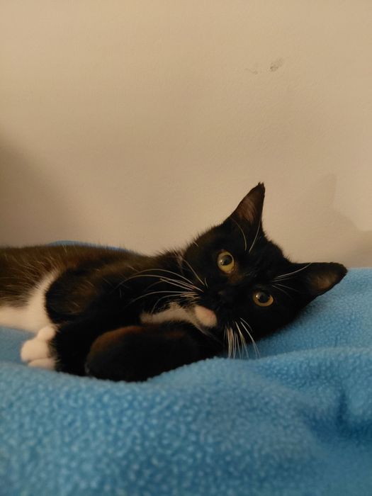 Gato bebé de 4 meses para adoção (Musgo)