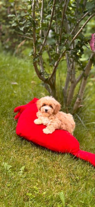 Pieknie umaszczone maleńkie maltipoo
