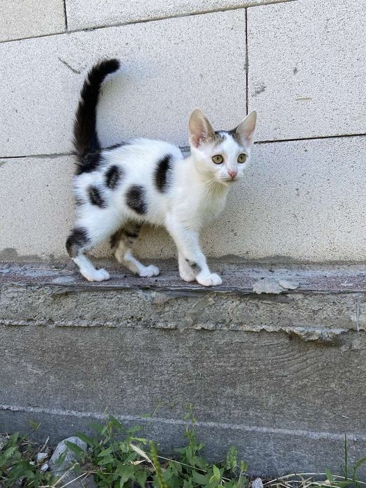 Кошенята шукають родину