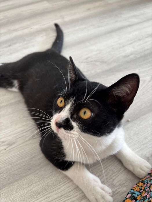 Gatinho bebê com esterilizaçao gratuita para adoção