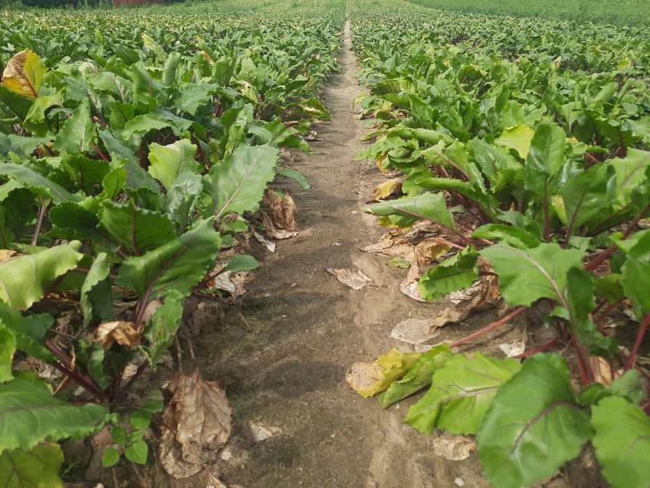 Buraczki czerwone jadalne