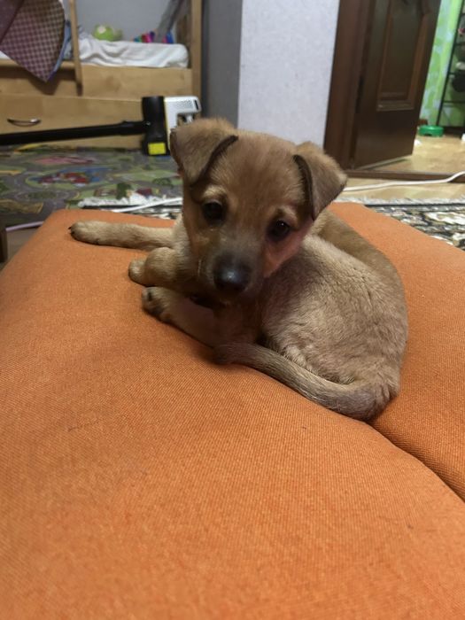 БЕЗКОШТОВНО. Шукають дім маленькі песенятка