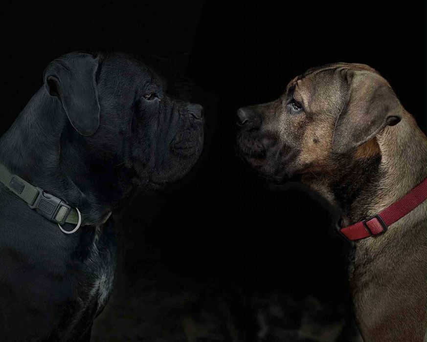 Szczeniak Cane Corso - Czarna Pręgowana - Suczka - Mocna budowa
