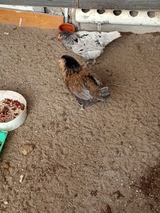 Animais saudáveis e  desparasitados