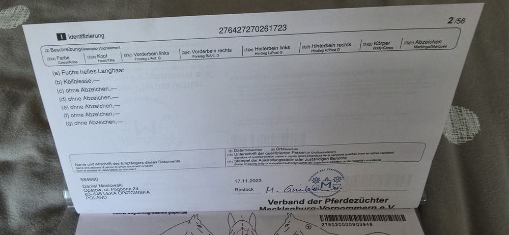 Koń   Haflinger  okazja