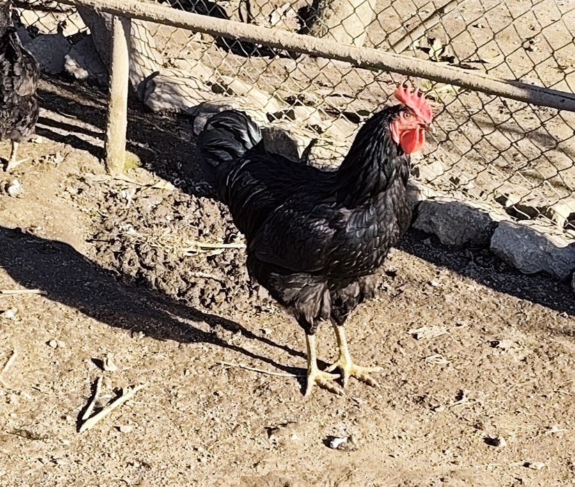 Vendo ovos galados de galinha Jersey Gigante Negro