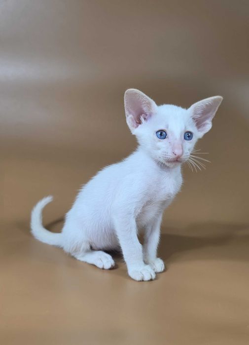 Ориентальный котенок сиамский красный мальчик Draco