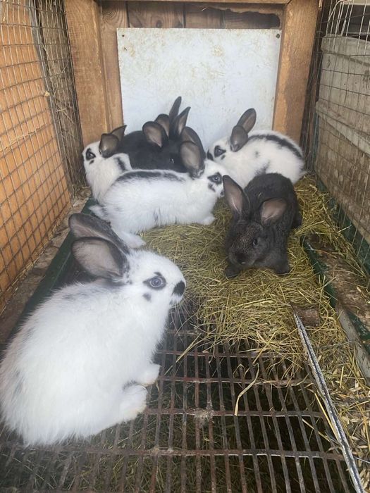 Продам кроликів: кролиці, кролі, молодняк