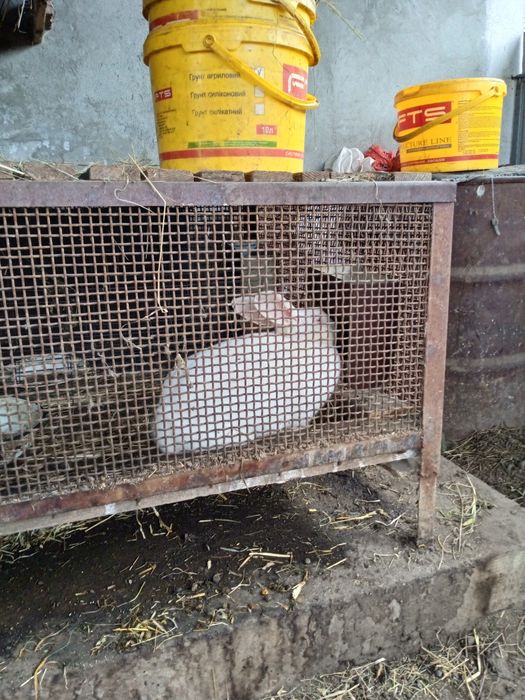 Продам кролі.Термонці 130 гр