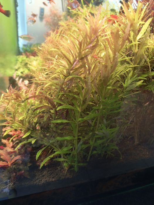 Limnophila aromatica mini