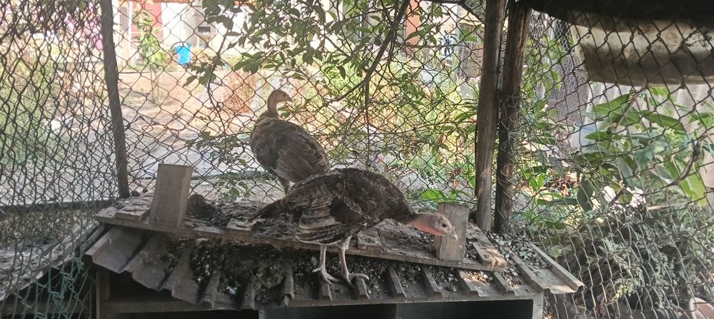 Casal de  perus para venda