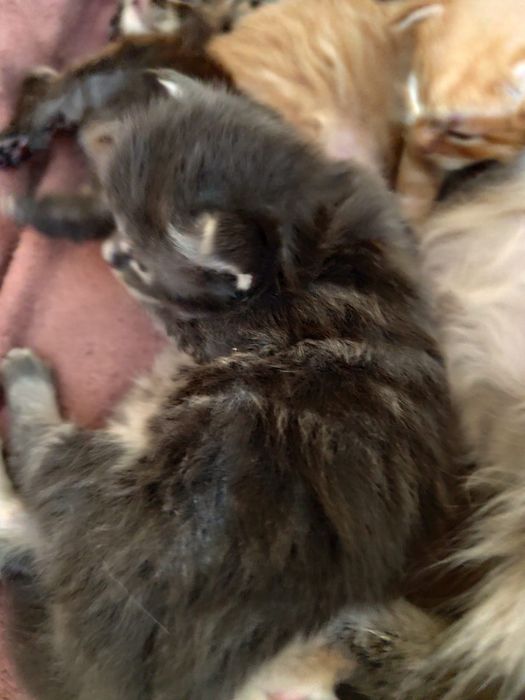 Maine Coon do rezerwacji