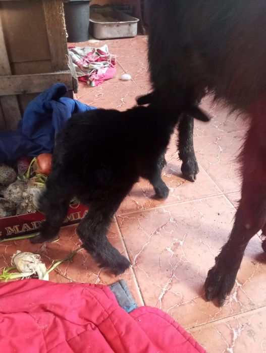 Отдам бесплатно козлят породы заанненской