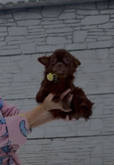 Любимчик готов переехать к вам)