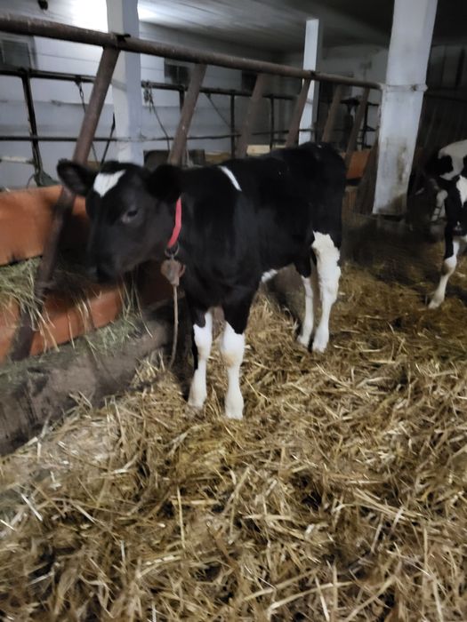 Byczek byczki mięsne hf