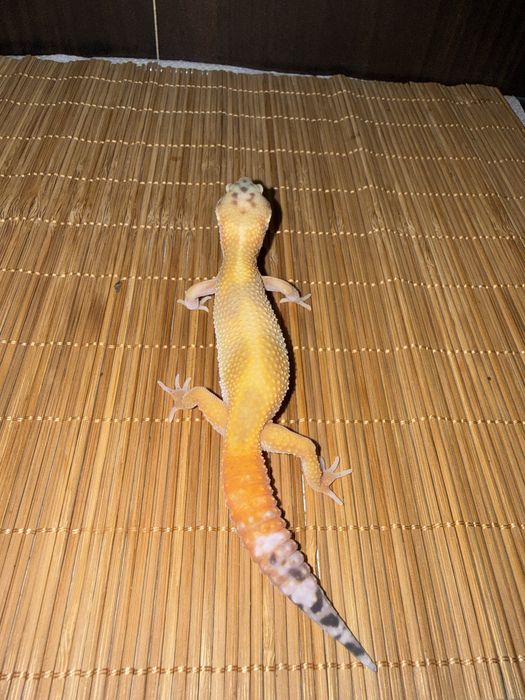 Młode gekony lamparcie