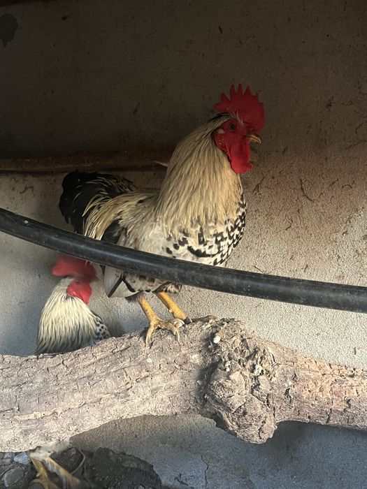 Par de galos/ granizos wyandotte