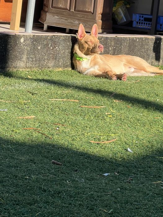 Cão raçado de podengo para adoção