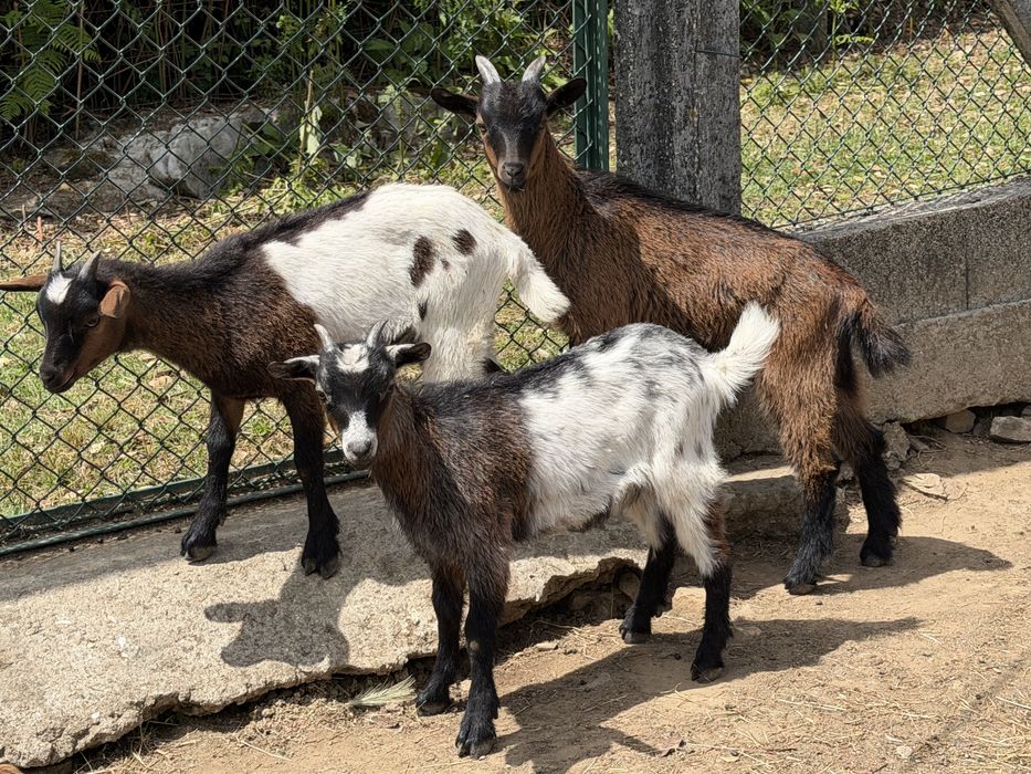 Cabras anas( femeas e machos)