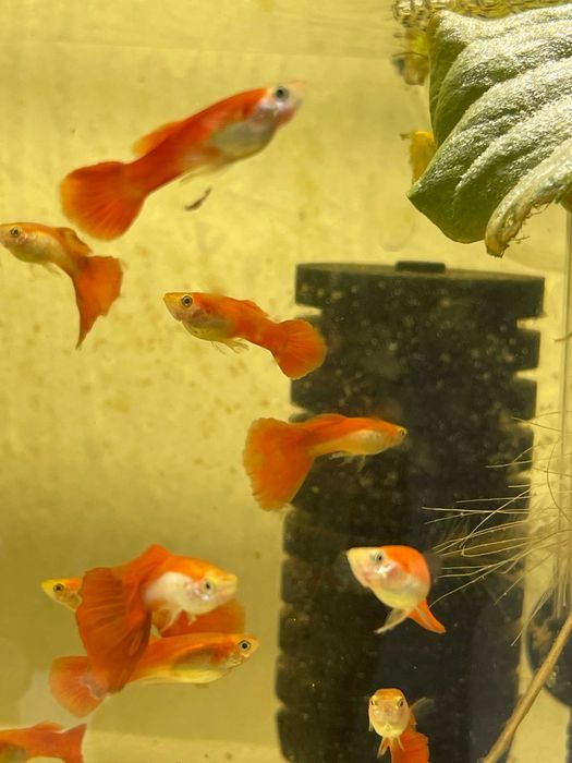 Peixes de Estimação Fish
