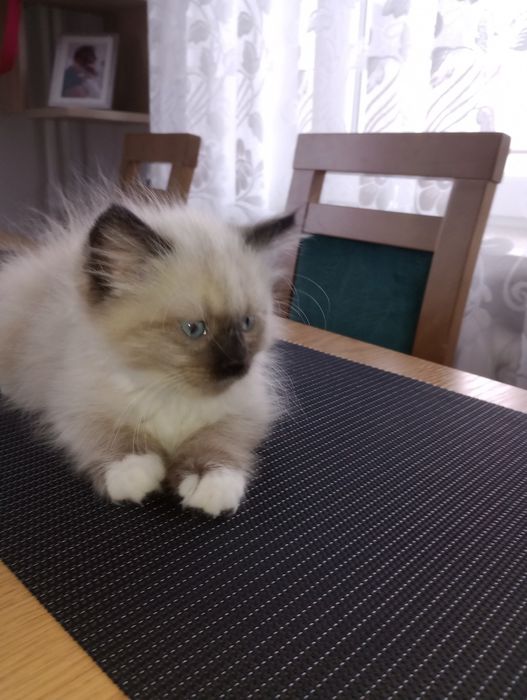 Koteczka syberyjska Neva Masquerade z rodowodem