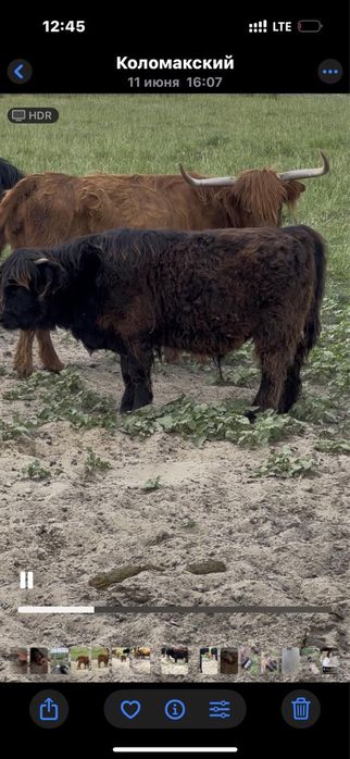 продам корову шотландскую