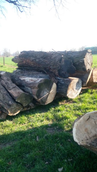 kłody, pnie: lipa, grab, topola