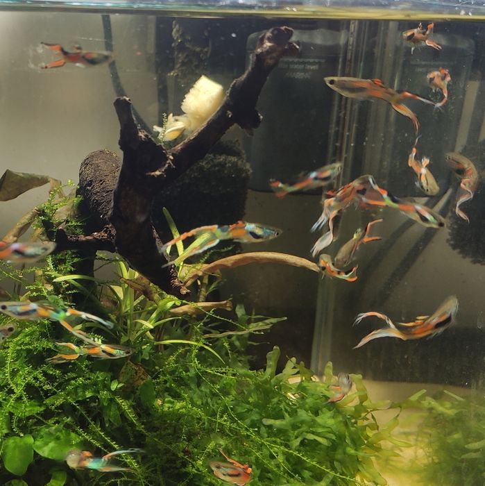 Guppy Macho Endler Hybrids Lyra Tail