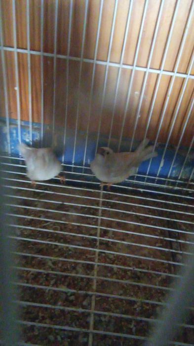 Mandarins/Piriquitos Aves todas de 2025 anilhadas