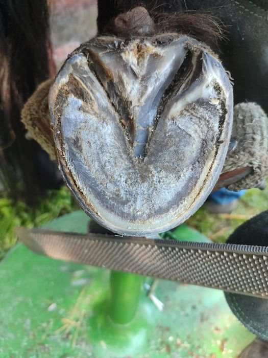 Werkowanie kopyt koni