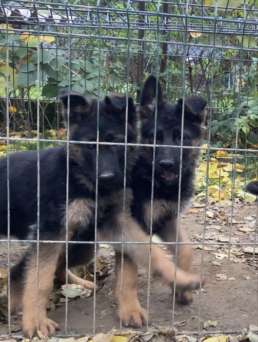 Чистокровні цуцики Німці