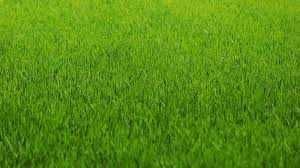 Земельна ділянка