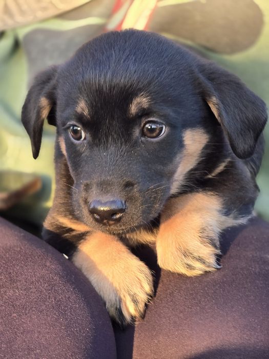 Ośmiotygodniowe szczenięta do adopcji!
