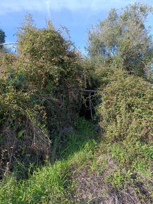 Terreno em Lousa