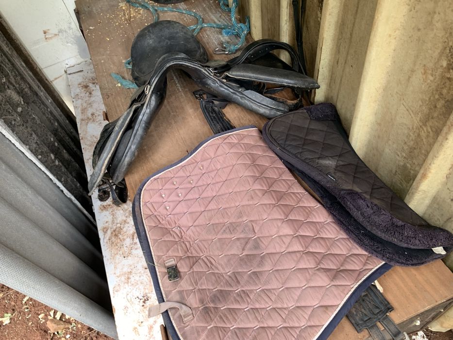 Egua lusitana Pura Montada e Prenha de cavalo pontuado