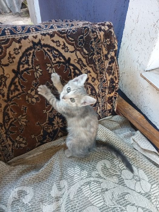 Віддам в добрі руки кошенят.