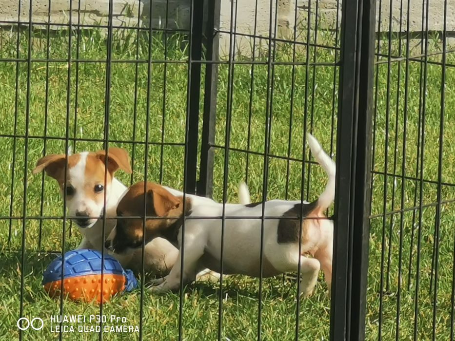Jack russell Terrier suczka z rodowodem