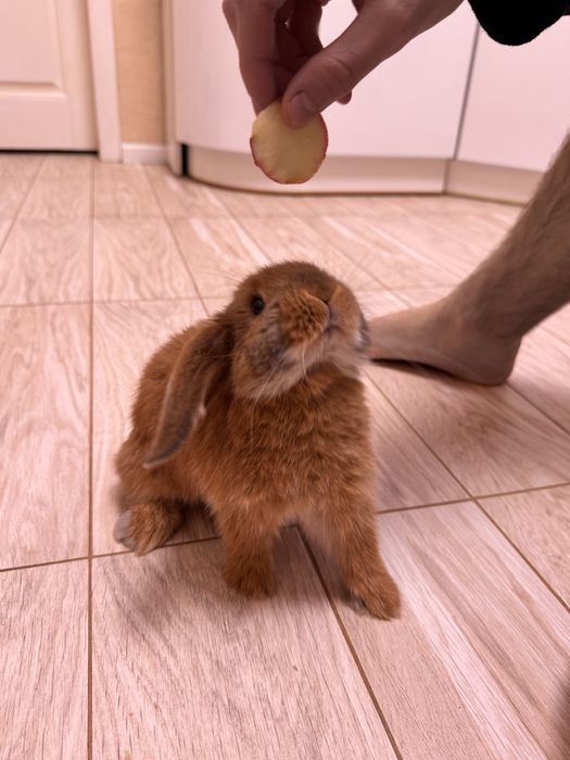 Продамо кролика *Висло Вухий Британець*