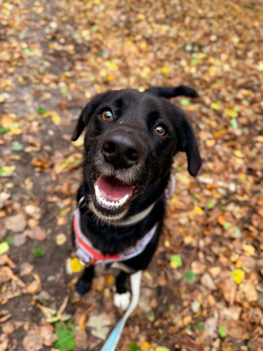 Oddany do schroniska Mailo szuka domku