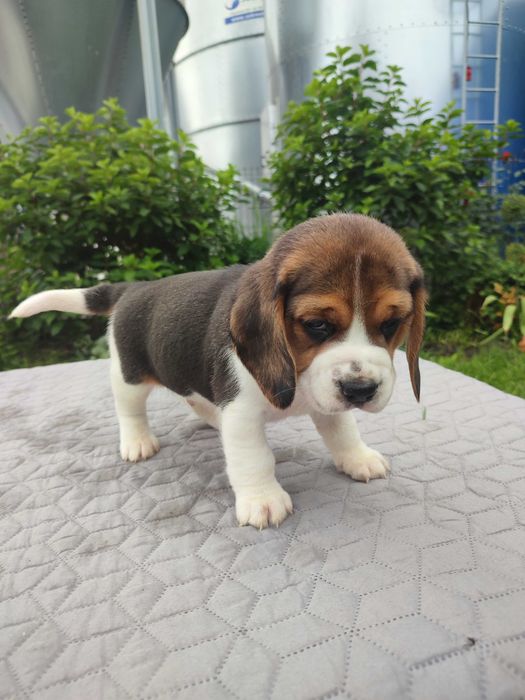 Beagle szczeniak  Piesek