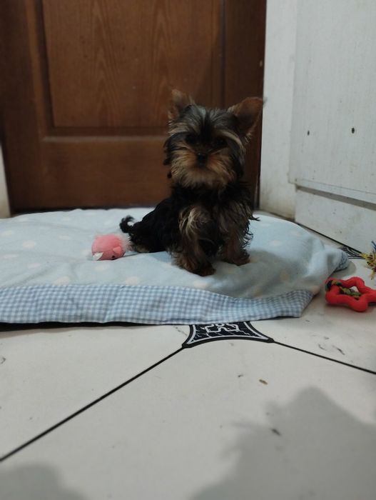 Хлопчик та дівчинка