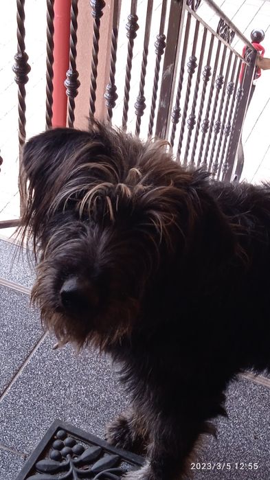 Zaginęła suczka .Czarna, wyżeł , długowłosa