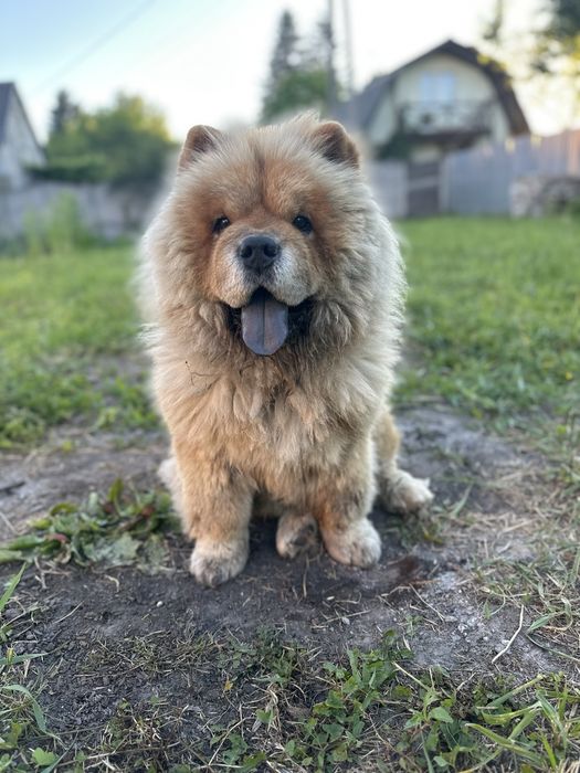 Чау чау вʼязка з документами КСУ