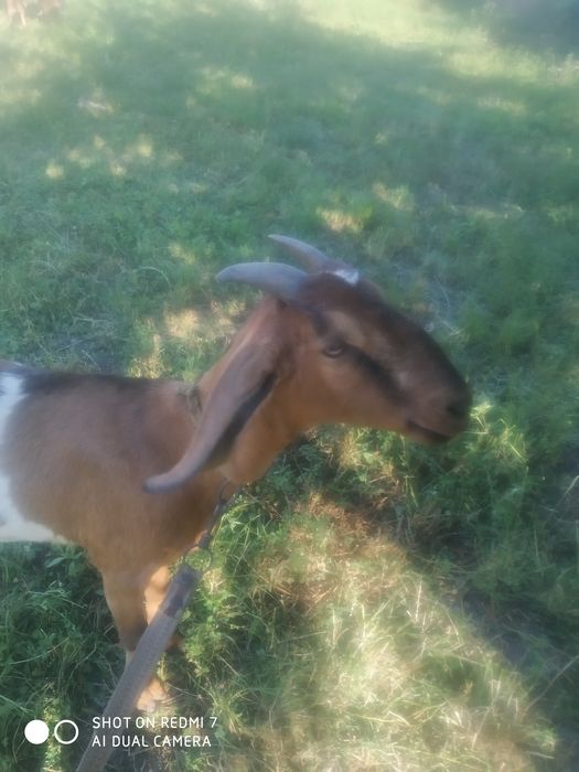 Коза  англонубійська 100%.