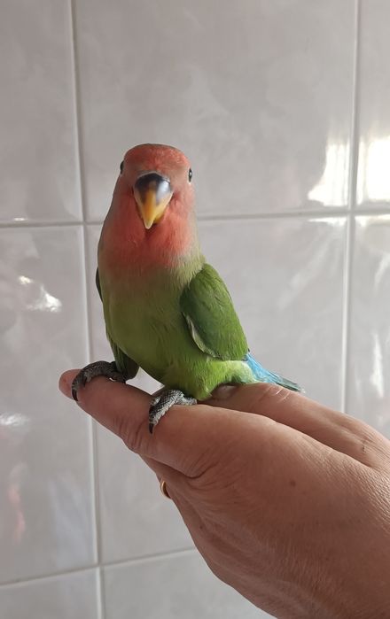 Agapórnis criados á mão