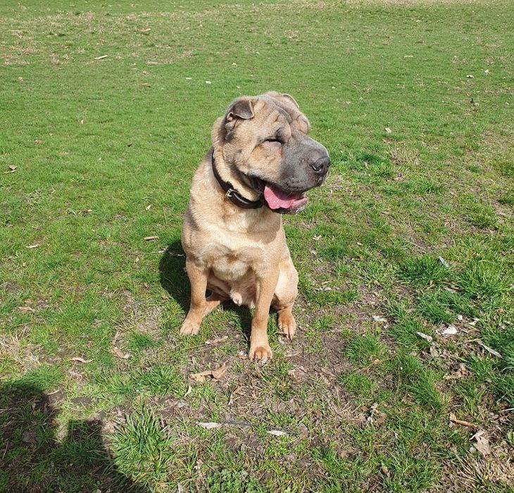 Вязка китайского шар-пея