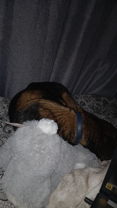 Oddam w dobre ręce