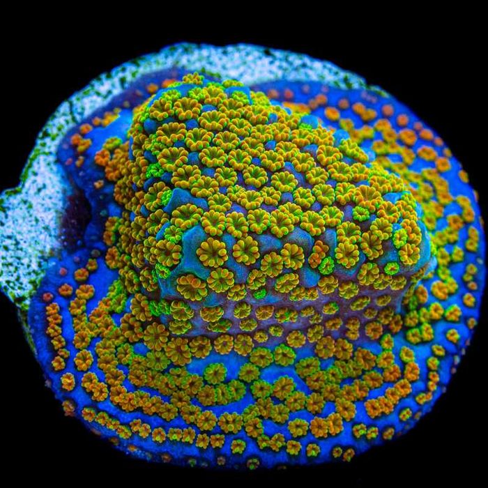 Koral SPS Montipora Raibow