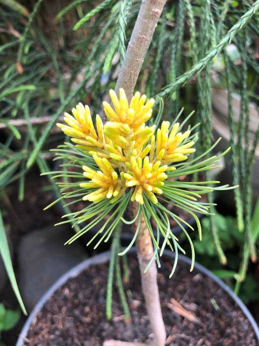 Сосна японская Др.Ландис Голд- 1300грн 2года