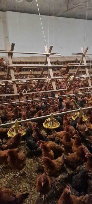 Kury Nioski Młode z pierwszym jajkiem.Kurki z Dowozem.FERMY PILARSCY